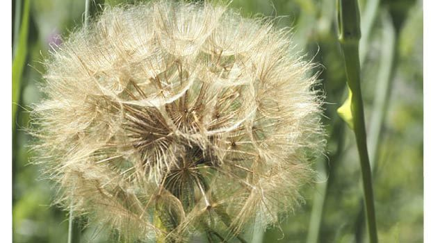 Salsify seed will be blown by the wind.